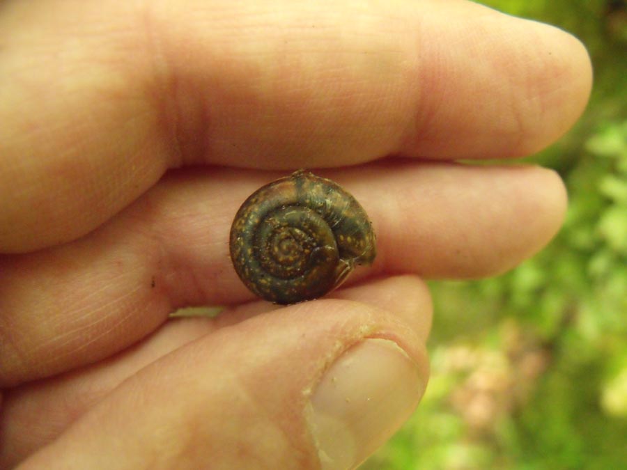 Gasteropode garganico da ID